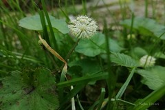 Hydrocotyle javanica